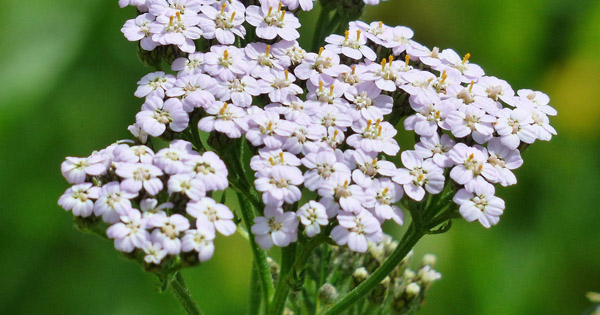 Achillea