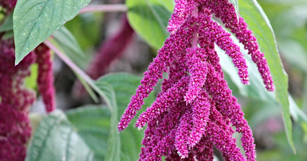 Amaranthus