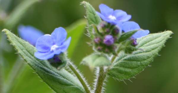 Anchusa