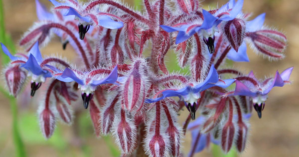 Borago