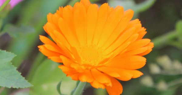 Calendula