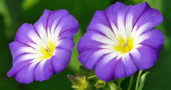 Convolvulus