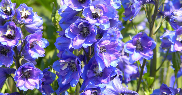 Delphinium