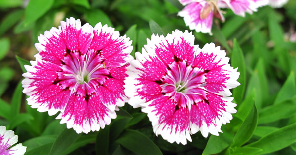 Dianthus