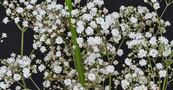 Gypsophila