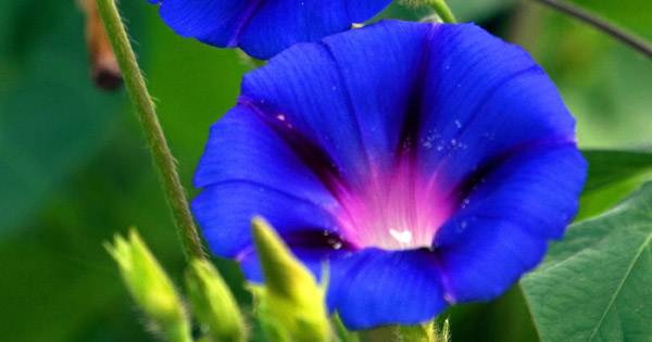 Ipomoea