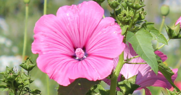 Lavatera