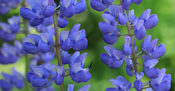 Lupinus