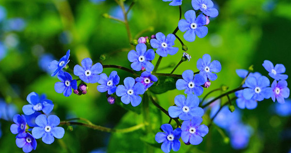 Myosotis