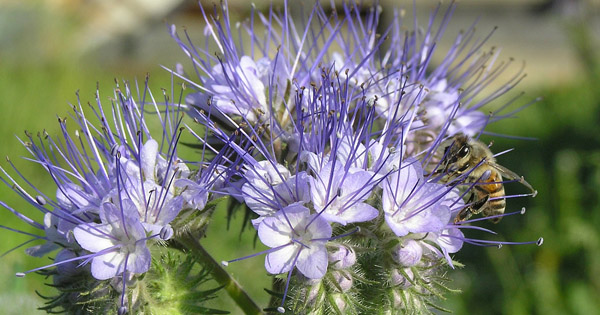 Phacelia
