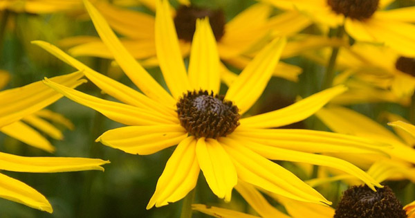 Rudbeckia