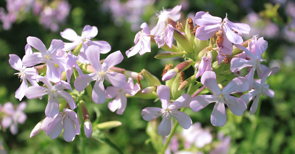 Saponaria