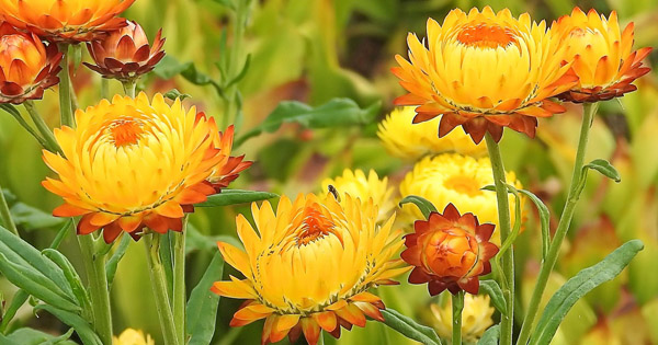 Helichrysum