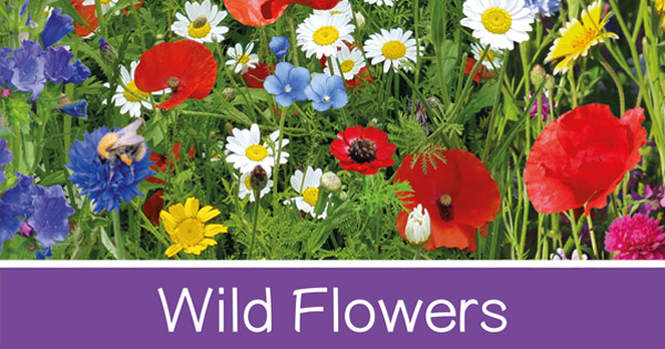 Wild Flowers