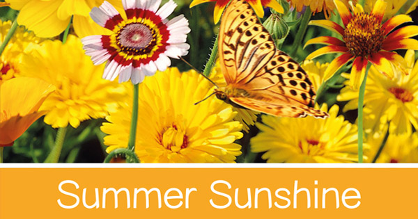 Summer Sunshine
